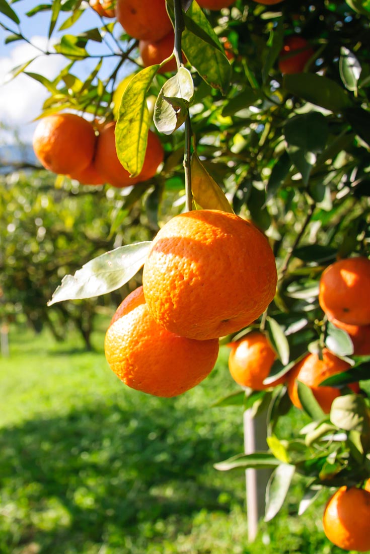 Ustensiles de cuisine pour travailler fruits, légumes et fromages