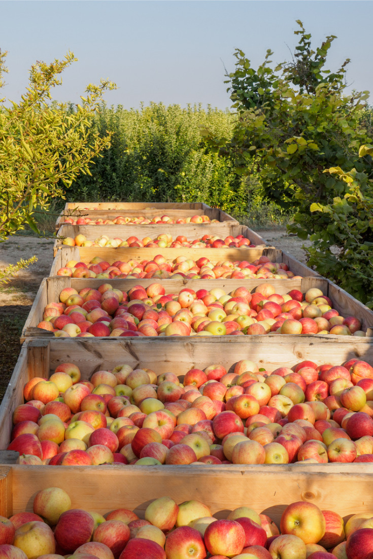 La pomme dans tous ses états