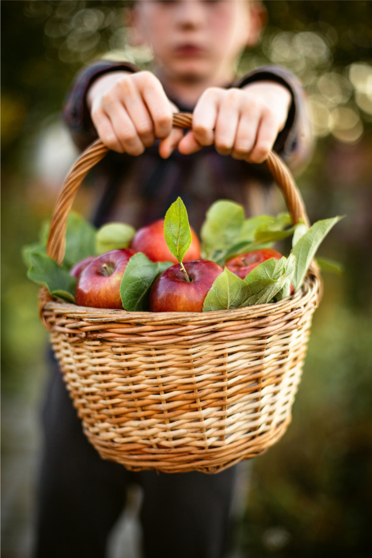 La pomme, fruit préféré des français