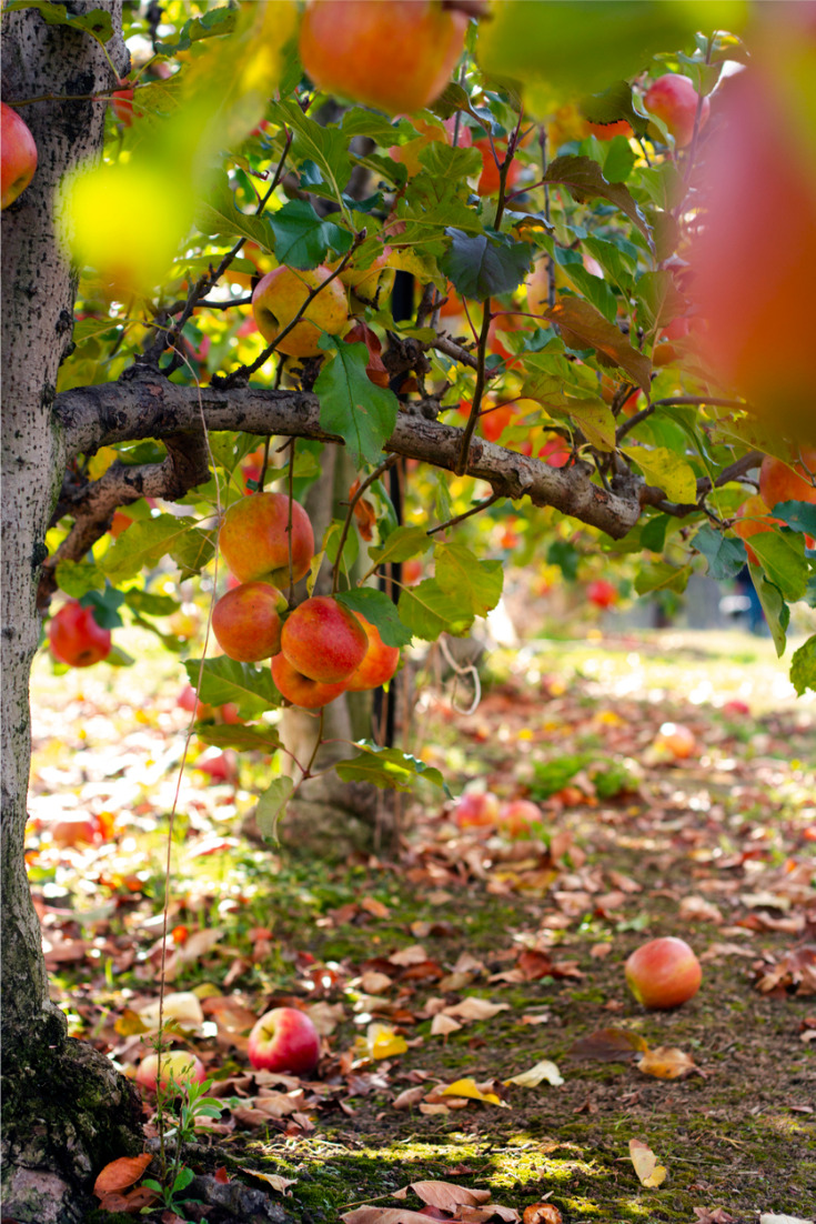 L'aventure de la pomme du verger à l'assiette