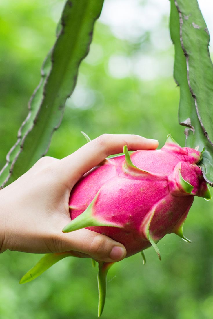 Pitaya, le fruit du Dragon